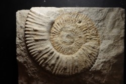 Malbosiceras malbosi - Berriasien - Gard - France