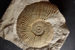 Berriasella calisto - Berriasien - Gard - France