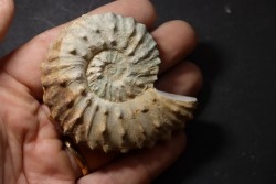 Neocosmoceras sayni - Berriasien - Gard - France