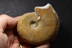 Haploceras (Neolissoceras) grasianum - Berriasien - Gard - France