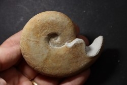 Haploceras (Neolissoceras) grasianum - Berriasian - Gard - France