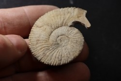 Thurmanniceras thurmanni - Valanginian - Gard - France