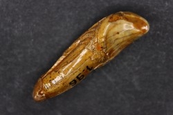 CAVERN BEAR TOOTH - Ursus spelaeus - Pléistocène  from  Europe.