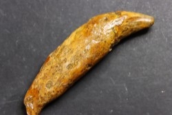 DENT D' OURS DES CAVERNES - Ursus spelaeus - Pléistocène d'Europe