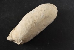 CROCODIL EGG: CROCODILIENOVUM MAJOR - Lutetian - Bouxwiller - FRANCE