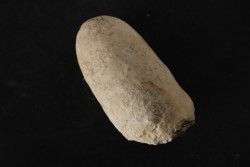 CROCODIL EGG: CROCODILIENOVUM MAJOR - Lutetian - Bouxwiller - FRANCE
