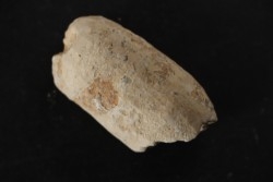 CROCODIL EGG: CROCODILIENOVUM MAJOR - Lutetian - Bouxwiller - FRANCE