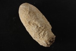 CROCODIL EGG: CROCODILIENOVUM MAJOR - Lutetian - Bouxwiller - FRANCE