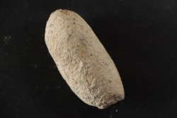 CROCODIL EGG: CROCODILIENOVUM MINOR - Lutetian - Bouxwiller - FRANCE