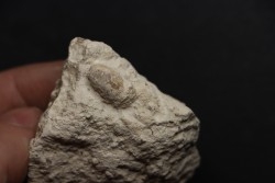 SNAKE EGG:  OPHIDIENOVUM sp. - Lutetian - Bouxwiller - FRANCE
