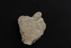 SNAKE EGG:  OPHIDIENOVUM sp. - Lutetian - Bouxwiller - FRANCE
