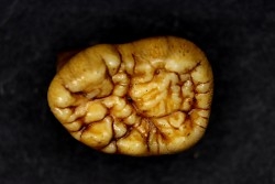 CAVERN BEAR TOOTH - Ursus spelaeus - Pléistocène  from  Europe.