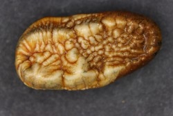 CAVERN BEAR TOOTH - Ursus spelaeus - Pléistocène  from  Europe.