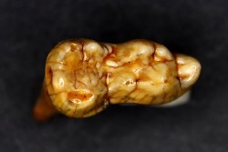 CAVERN BEAR TOOTH - Ursus spelaeus - Pléistocène  from  Europe.