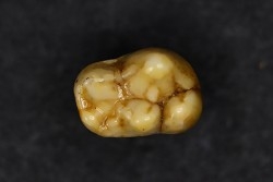 DENT D' OURS DES CAVERNES - Ursus spelaeus - Pléistocène d'Europe