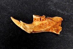 Mastacomys sp. - Pléistocène - AUSTRALIE