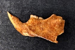 Mastacomys sp. - Pleistocene - AUSTRALIA