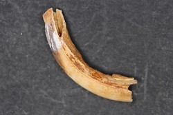 Vombatus cf. ursinus - Pléistocène - AUSTRALIE
