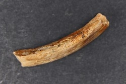 Vombatus cf. ursinus - Pléistocène - AUSTRALIE