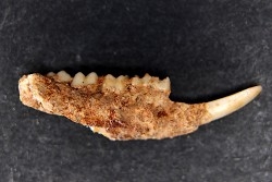KANGAROO jaw: Potorous platyops - Pléistocène - AUSTRALIE
