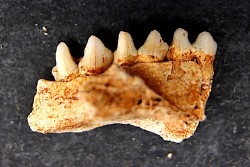 KANGAROO jaw: Macropus cf. rufogriseus - Pléistocène - AUSTRALIE