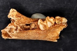 KANGAROO jaw: Macropus cf. rufogriseus - Pléistocène - AUSTRALIE