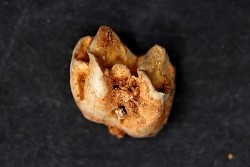 KANGAROO jaw: Macropus giganteus - Pléistocène - AUSTRALIE