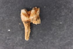 KANGAROO jaw: Macropus giganteus - Pleistocene - AUSTRALIA