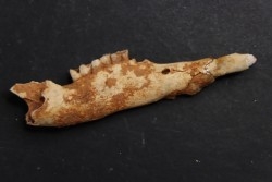 KANGAROO jaw: Macropus titan - Pléistocène - AUSTRALIE
