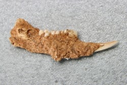 KANGAROO jaw: Lagorchestes conspicillatus - Pléistocène - AUSTRALIE