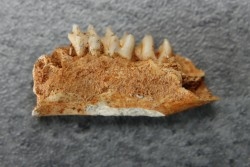 KANGAROO jaw: Lagorchestes conspicillatus - Pléistocène - AUSTRALIE