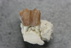 plagiolophus minor - Eocene - Dordogne - France