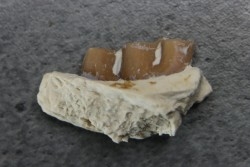 plagiolophus minor - Eocene - Dordogne - France