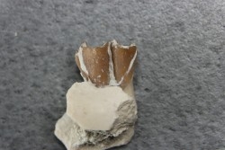 plagiolophus minor - Eocene - Dordogne - France