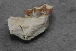 plagiolophus minor - Eocene - Dordogne - France