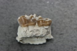 plagiolophus minor - Eocene - Dordogne - France