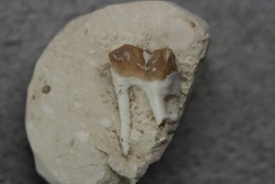 plagiolophus minor - Eocene - Dordogne - France
