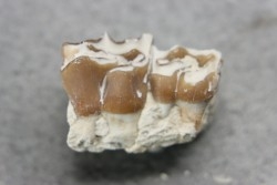 plagiolophus minor - Eocene - Dordogne - France