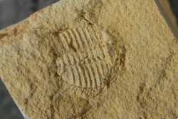 Ondontopleura markhami - silurian - Forbes NSW. Australie