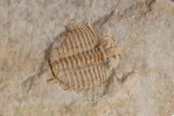 Ondontopleura markhami - silurian - Forbes NSW. Australie