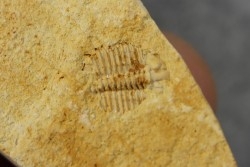 Ondontopleura markhami - silurian - Forbes NSW. Australie