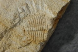 Ondontopleura markhami - silurian - Forbes NSW. Australie