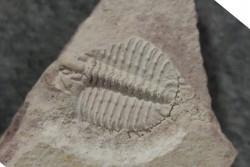 Ondontopleura markhami - silurian - Forbes NSW. Australie