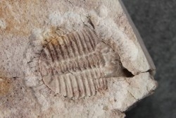 Ondontopleura markhami - silurian - Forbes NSW. Australie