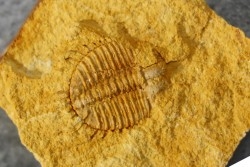 Ondontopleura markhami - silurian - Forbes NSW. Australie