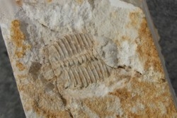 Ondontopleura markhami - silurian - Forbes NSW. Australie
