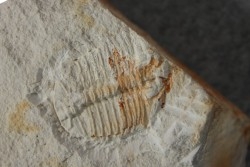 Ondontopleura markhami - silurian - Forbes NSW. Australie