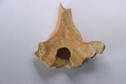 VERTEBRE D' OURS DES CAVERNES - Ursus spelaeus - Pléistocène d'Europe