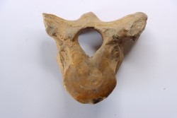 VERTEBRE D' OURS DES CAVERNES - Ursus spelaeus - Pléistocène d'Europe