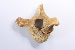 VERTEBRE D' OURS DES CAVERNES - Ursus spelaeus - Pléistocène d'Europe